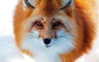 Red Fox Wallpaper