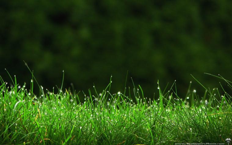 Best Turf Irrigation Wallpaper