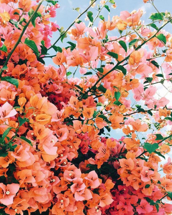 Spring Has Sprung And All Feels Right In The World Flowers