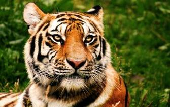 Beautiful Tiger Wallpaper