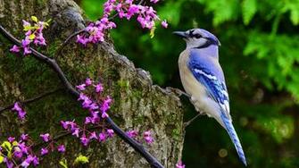 Blue Jay Wallpaper