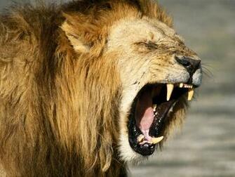 HD Lion Pictures Lions Wallpaper Animal