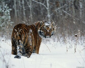 Wallpaper Archive Big Cat