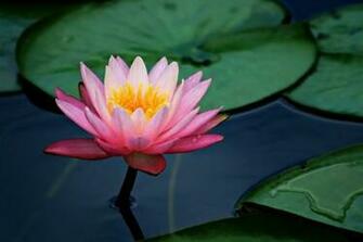 Pink Lotus Flowers Flower HD Wallpaper Image Pictures Tattoos