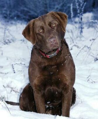 Chesapeake Bay Retriever Dog On The Snow Photo And Wallpaper