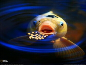 Japanese Koi Fish Wallpaper By Munira S So Net