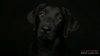 Labrador Retriever Desktop Wallpaper Pixel Popular HD