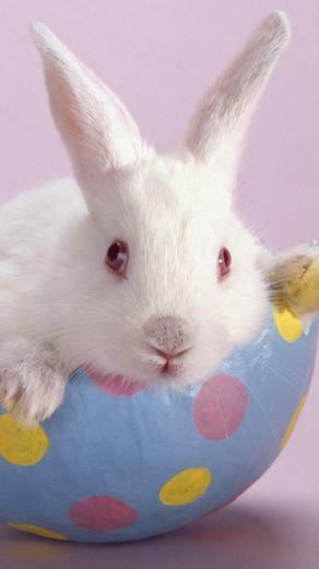 Wallpaper Easter Bunny iPhone HD