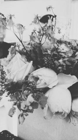 Black And White Roses iPhone Plus HD Wallpaper