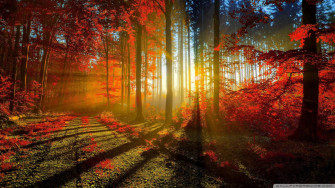 4k Autumn Forest At Sunset Wallpaper
