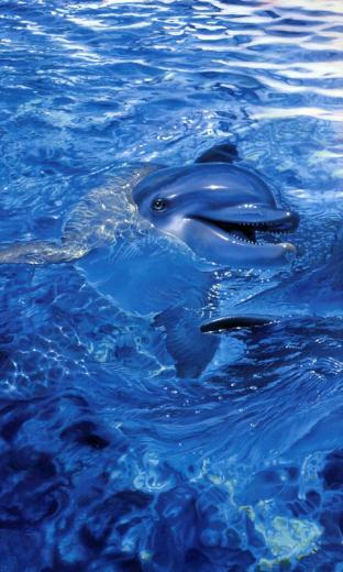 Dolphins Live Wallpaper HD For Android