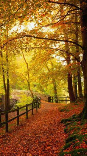 Landscpe iPhone Wallpaper Gold Autumn HD Background Html