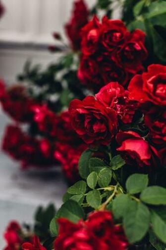 Travel Guide West Sweden The Bohuslan Coast Red Roses