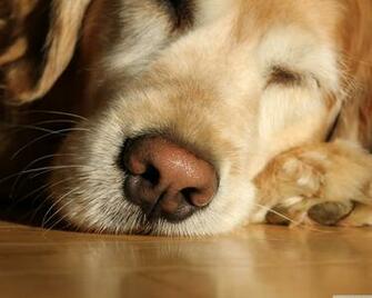Lazy Day Ultra HD Desktop Background Wallpaper For 4k UHD Tv