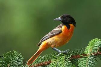 Baltimore Oriole Wallpaper HD