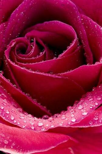 Beautiful Rose Flower Close Up Computer Desktop Wallpaper