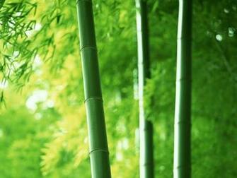 Bamboo Plants Wallpaper Hq