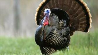 HD Wallpaper Domesticated Turkey