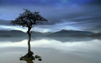 Wallpaper Lonely Tree Photography Desktop