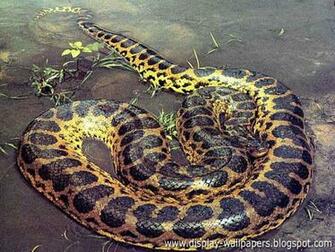 Wallpaper Great Anaconda Snake