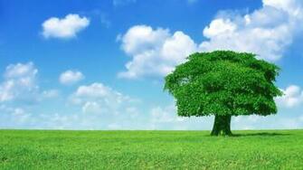 HD Window Xp Cloud And Tree Desktop Wallpaper Background