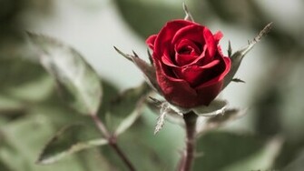 Animals Zoo Park Single Red Rose Wallpaper For Desktop Background