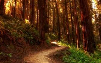 Beautiful Forest Landscape HD Desktop Wallpaper