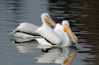 Pelicans Wallpaper Pictures Image Gallery