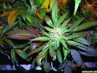 Purple Kush Wallpaper