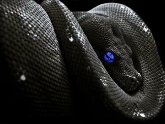 Snake Wallpaper By Shadow Of Nemo