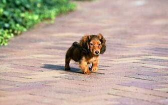 Miniature Dachshund Puppies Wallpaper Puppy