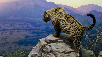 Dreamtime Image HD Wallpaper And Background Photos