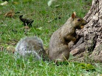 Squirrel Desktop Background Wallpaper