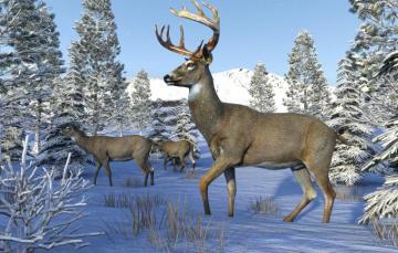 Wallpaper Winter Snow Deer Image For Desktop Section