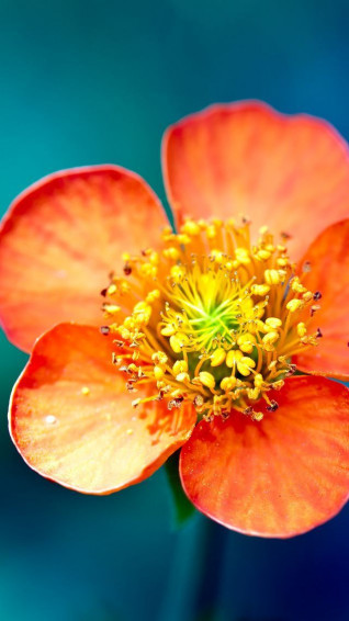 Flowers iPhone 5s Wallpaper iPad