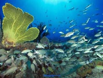 Fish Wallpaper Desktop Pics Jpg