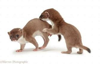 Young Stoats Photo Wp28116