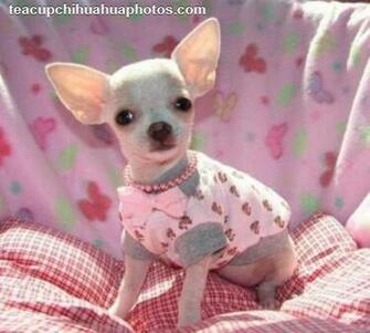 Back Gallery For Teacup Chihuahua Wallpaper