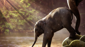 Baby Elephant UHD 4k Wallpaper Cc