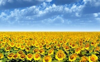 Sunflower Field Wallpaper