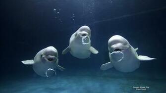 Beluga Whales Computer Wallpaper Desktop Background