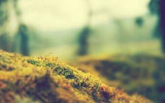 Nature Focus Moss Macro Blurred Wallpaper