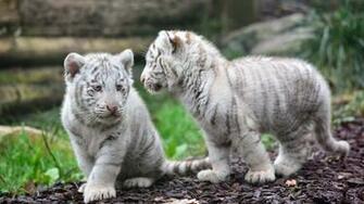Baby White Tiger Wallpaper