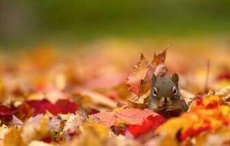Wallpaper Autumn Protein Bokeh Fallen Leaves Image For Desktop