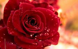 Wallpaper San Valent N Para iPhone