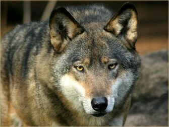 Pc Computer Wallpaper Desktop Wolf