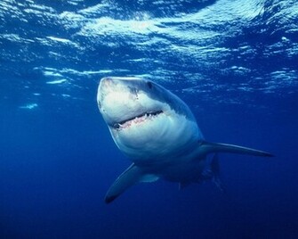 Beautiful Tiger Shark Pictures And Wallpaper