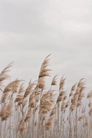 Beach Photography Grass Wall Art Digital Print Instant