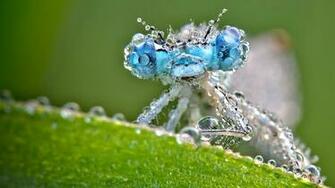 Shine HD Wallpaper Dragonfly