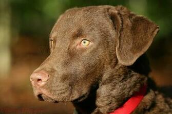 Chesapeake Bay Retriever Pictures Wallpaper9 Clip Art For